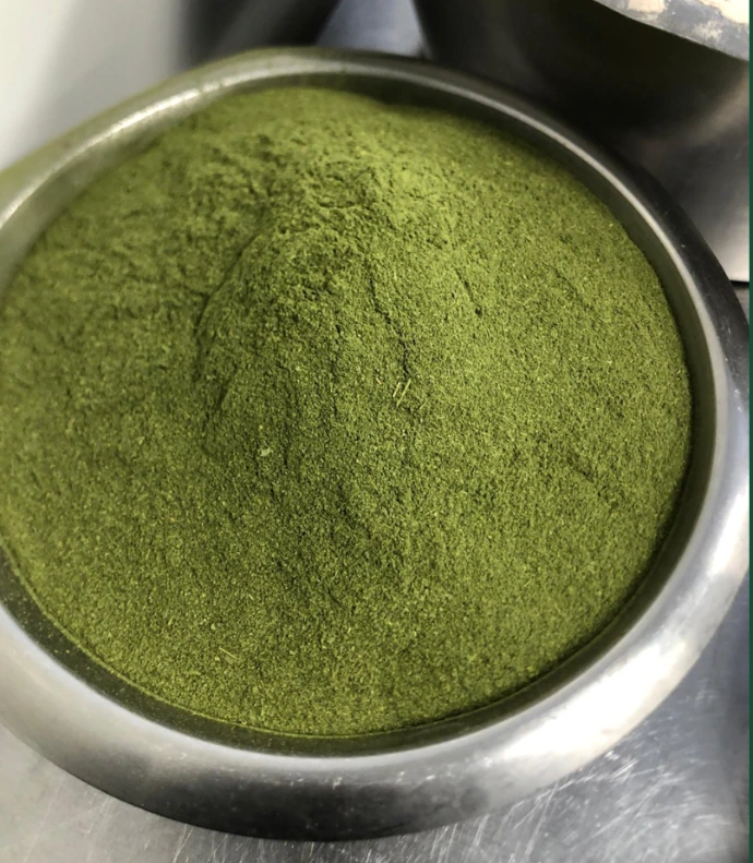 Poudre de moringa bio verte dans un bol
