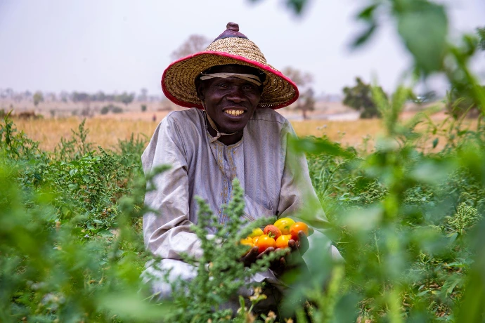 Agriculteur récoltant des tomates dans un champ